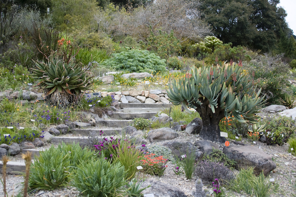 botanical-garden-berkeley